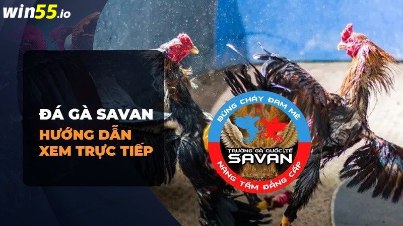 Cách xem chọi gà trực tiếp tại thiên đường Savan Cách xem chọi gà trực tiếp tại thiên đường Savan