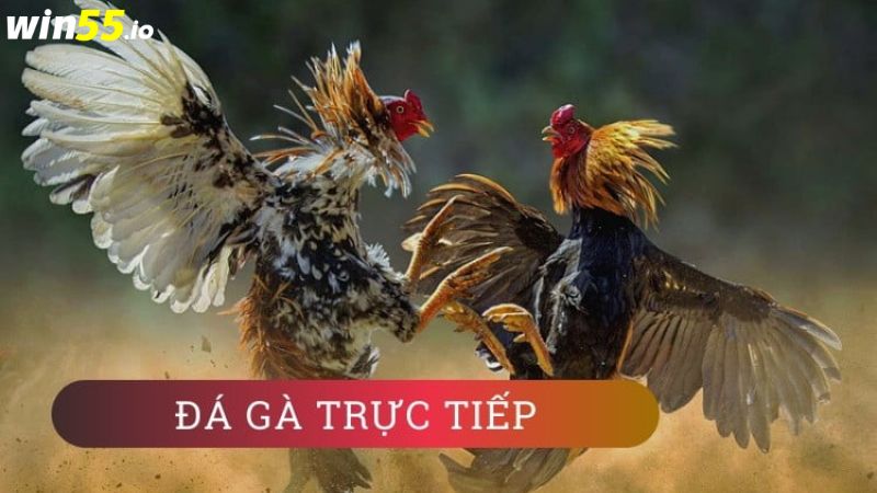 Đôi nét về đá gà online Đôi nét về đá gà online