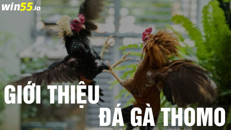 Đá gà Thomo có gì đặc biệt? Đá gà Thomo có gì đặc biệt?