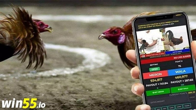 Tham gia đặt cược đá gà online tại WIN55 tiện lợi