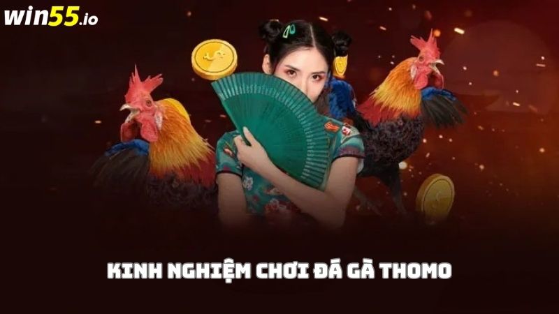 Kinh nghiệm chinh chiến đá gà Thomo hôm nay chắc thắng 100% Kinh nghiệm chinh chiến đá gà Thomo hôm nay chắc thắng 100%