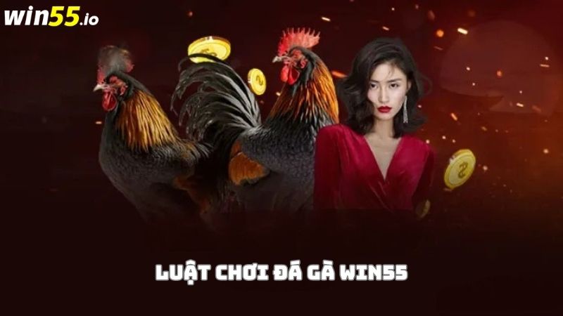 Luật chơi đá gà tại Win55 Luật chơi đá gà tại Win55