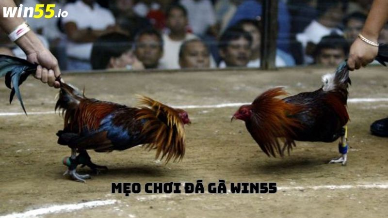 Mẹo chơi Đá gà Win55 luôn thắng Mẹo chơi Đá gà Win55 luôn thắng