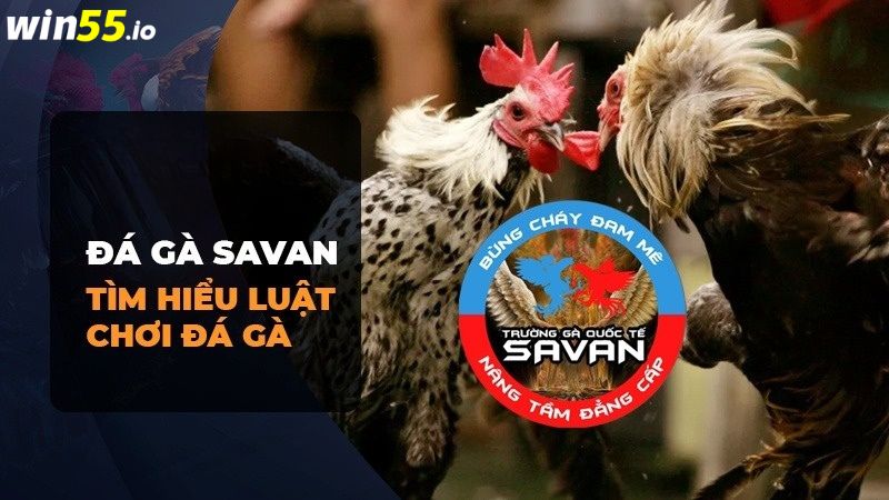 Quy luật cần biết khi tham gia trường gà Savan Quy luật cần biết khi tham gia trường gà Savan