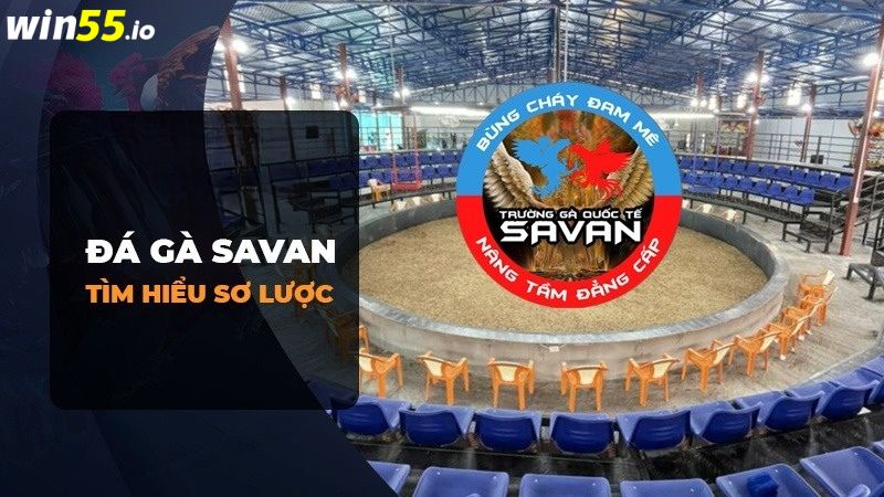 Dữ liệu khái quát về trường gà Savan Dữ liệu khái quát về trường gà Savan