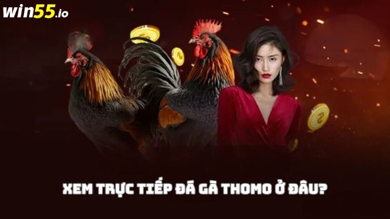 Có thể xem trực tiếp đá gà Thomo ở đâu? Có thể xem trực tiếp đá gà Thomo ở đâu?