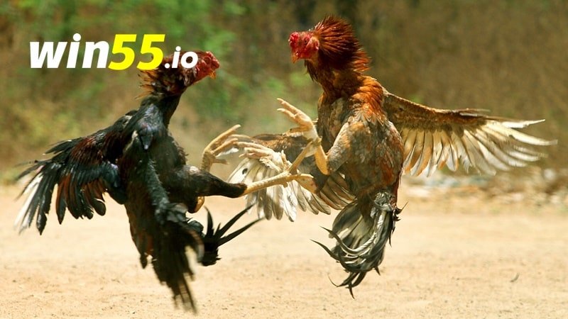 Bạn phải học cách quan sát, đánh giá chiến kê để tránh bị bịp