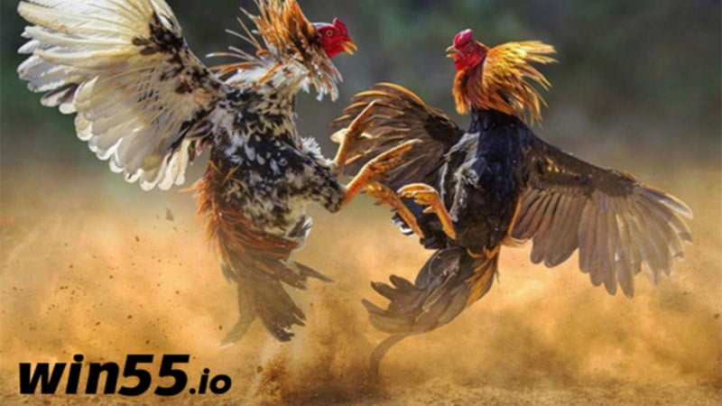 Các hình thức cược với mức trả thưởng vô cùng hấp dẫn