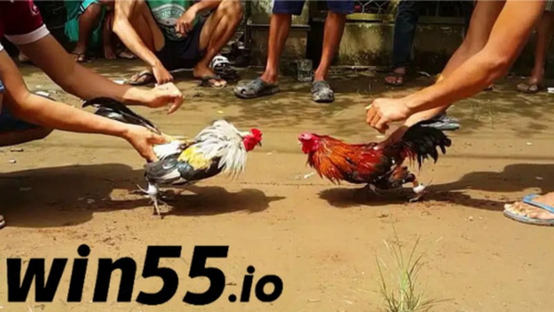 Cách chơi Đá Gà đơn giản dành cho mọi đối tượng