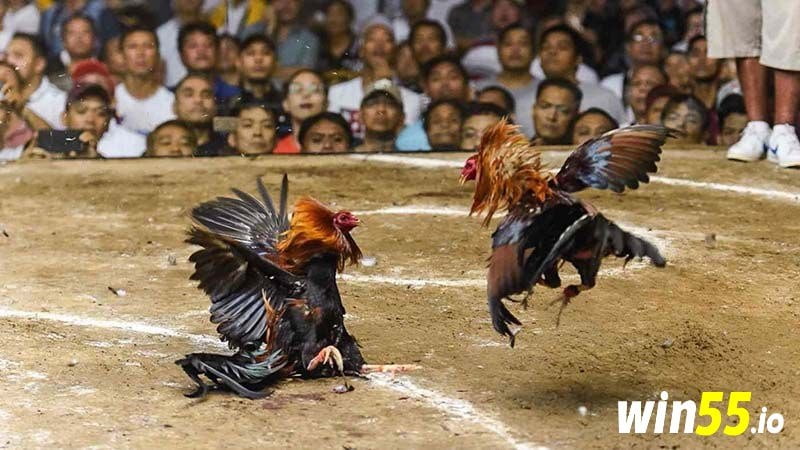 Lý giải định nghĩa về coi đá gà trực tiếp