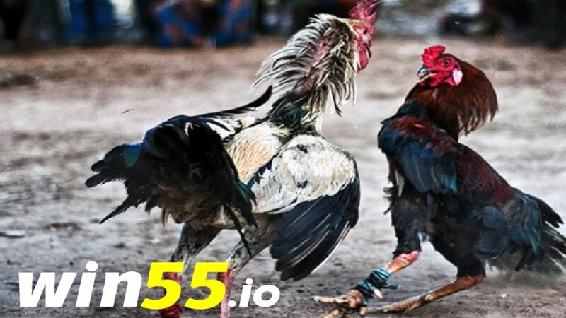 Đá gà cựa dao online đang là một hình thức giải trí phổ biến