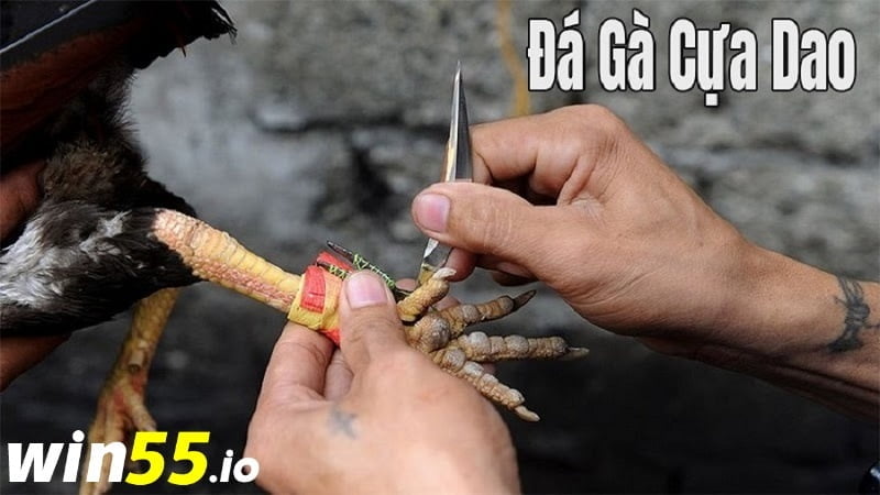Đá gà cựa sắt Campuchia kịch tính cùng cựa dao
