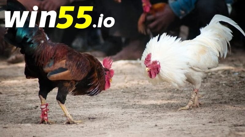 Đăng ký để nhận được thông tin về các trận đấu hot nhất