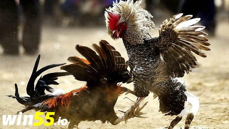 Xem đá gà cựa sắt mới nhất hôm nay tại WIN55